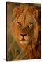 Lion (Panthera leo) adult male, close-up of head, Botswana-Malcolm Schuyl-Stretched Canvas