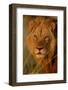 Lion (Panthera leo) adult male, close-up of head, Botswana-Malcolm Schuyl-Framed Photographic Print