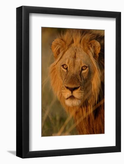 Lion (Panthera leo) adult male, close-up of head, Botswana-Malcolm Schuyl-Framed Photographic Print