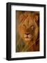 Lion (Panthera leo) adult male, close-up of head, Botswana-Malcolm Schuyl-Framed Photographic Print