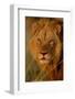 Lion (Panthera leo) adult male, close-up of head, Botswana-Malcolm Schuyl-Framed Photographic Print