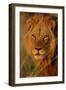 Lion (Panthera leo) adult male, close-up of head, Botswana-Malcolm Schuyl-Framed Photographic Print