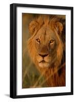 Lion (Panthera leo) adult male, close-up of head, Botswana-Malcolm Schuyl-Framed Photographic Print