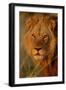 Lion (Panthera leo) adult male, close-up of head, Botswana-Malcolm Schuyl-Framed Photographic Print