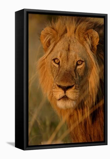 Lion (Panthera leo) adult male, close-up of head, Botswana-Malcolm Schuyl-Framed Stretched Canvas