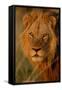 Lion (Panthera leo) adult male, close-up of head, Botswana-Malcolm Schuyl-Framed Stretched Canvas