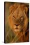 Lion (Panthera leo) adult male, close-up of head, Botswana-Malcolm Schuyl-Stretched Canvas