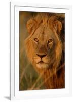 Lion (Panthera leo) adult male, close-up of head, Botswana-Malcolm Schuyl-Framed Photographic Print