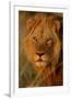 Lion (Panthera leo) adult male, close-up of head, Botswana-Malcolm Schuyl-Framed Photographic Print