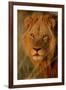 Lion (Panthera leo) adult male, close-up of head, Botswana-Malcolm Schuyl-Framed Photographic Print