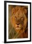 Lion (Panthera leo) adult male, close-up of head, Botswana-Malcolm Schuyl-Framed Photographic Print