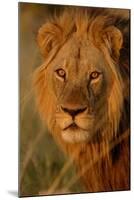 Lion (Panthera leo) adult male, close-up of head, Botswana-Malcolm Schuyl-Mounted Photographic Print