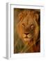 Lion (Panthera leo) adult male, close-up of head, Botswana-Malcolm Schuyl-Framed Premium Photographic Print