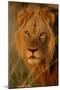 Lion (Panthera leo) adult male, close-up of head, Botswana-Malcolm Schuyl-Mounted Premium Photographic Print