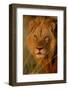 Lion (Panthera leo) adult male, close-up of head, Botswana-Malcolm Schuyl-Framed Premium Photographic Print