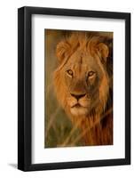 Lion (Panthera leo) adult male, close-up of head, Botswana-Malcolm Schuyl-Framed Premium Photographic Print