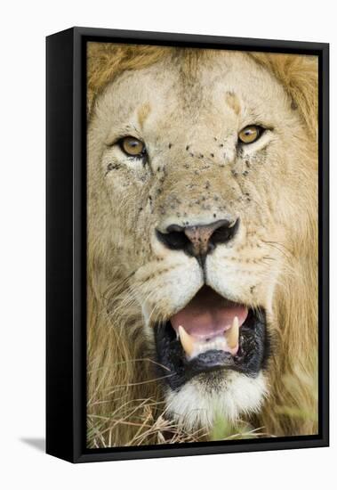 Lion (Panthera leo) adult male, close-up of head, with flies on face, Masai Mara-David Tipling-Framed Stretched Canvas