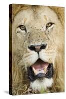 Lion (Panthera leo) adult male, close-up of head, with flies on face, Masai Mara-David Tipling-Stretched Canvas