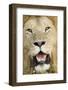 Lion (Panthera leo) adult male, close-up of head, with flies on face, Masai Mara-David Tipling-Framed Photographic Print