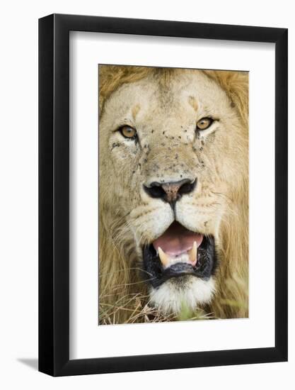 Lion (Panthera leo) adult male, close-up of head, with flies on face, Masai Mara-David Tipling-Framed Photographic Print