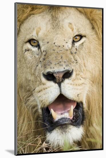 Lion (Panthera leo) adult male, close-up of head, with flies on face, Masai Mara-David Tipling-Mounted Photographic Print