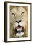 Lion (Panthera leo) adult male, close-up of head, with flies on face, Masai Mara-David Tipling-Framed Photographic Print