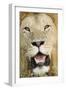 Lion (Panthera leo) adult male, close-up of head, with flies on face, Masai Mara-David Tipling-Framed Photographic Print