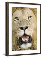 Lion (Panthera leo) adult male, close-up of head, with flies on face, Masai Mara-David Tipling-Framed Photographic Print