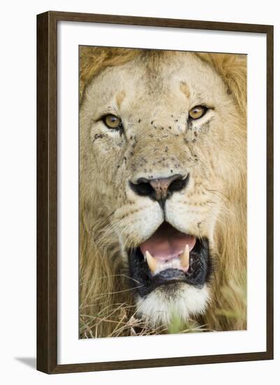 Lion (Panthera leo) adult male, close-up of head, with flies on face, Masai Mara-David Tipling-Framed Photographic Print