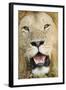 Lion (Panthera leo) adult male, close-up of head, with flies on face, Masai Mara-David Tipling-Framed Photographic Print