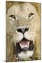 Lion (Panthera leo) adult male, close-up of head, with flies on face, Masai Mara-David Tipling-Mounted Photographic Print