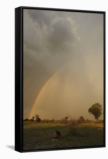 Lion (Panthera leo) adult male, resting in habitat, with stormclouds and rainbow, Chief's Island-Shem Compion-Framed Stretched Canvas