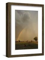 Lion (Panthera leo) adult male, resting in habitat, with stormclouds and rainbow, Chief's Island-Shem Compion-Framed Photographic Print