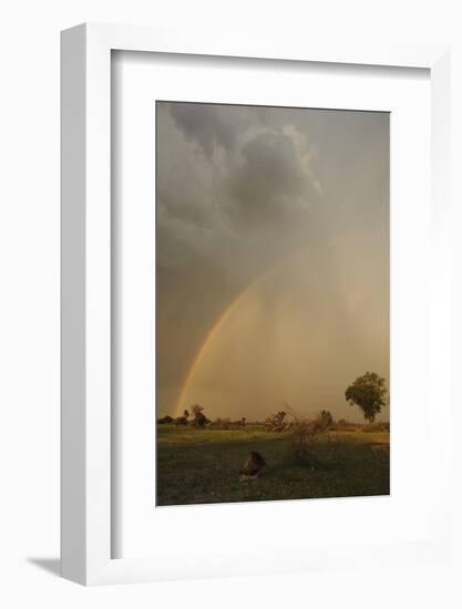 Lion (Panthera leo) adult male, resting in habitat, with stormclouds and rainbow, Chief's Island-Shem Compion-Framed Photographic Print