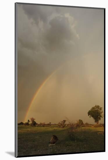Lion (Panthera leo) adult male, resting in habitat, with stormclouds and rainbow, Chief's Island-Shem Compion-Mounted Photographic Print