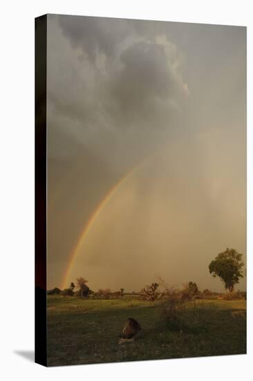 Lion (Panthera leo) adult male, resting in habitat, with stormclouds and rainbow, Chief's Island-Shem Compion-Stretched Canvas