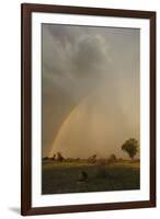 Lion (Panthera leo) adult male, resting in habitat, with stormclouds and rainbow, Chief's Island-Shem Compion-Framed Photographic Print