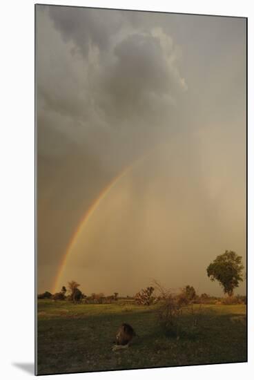 Lion (Panthera leo) adult male, resting in habitat, with stormclouds and rainbow, Chief's Island-Shem Compion-Mounted Photographic Print