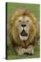 Lion (Panthera leo) adult male, roaring, Masai Mara, Kenya-Malcolm Schuyl-Stretched Canvas