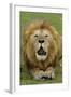 Lion (Panthera leo) adult male, roaring, Masai Mara, Kenya-Malcolm Schuyl-Framed Photographic Print