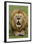 Lion (Panthera leo) adult male, roaring, Masai Mara, Kenya-Malcolm Schuyl-Framed Photographic Print