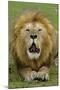 Lion (Panthera leo) adult male, roaring, Masai Mara, Kenya-Malcolm Schuyl-Mounted Photographic Print