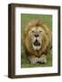 Lion (Panthera leo) adult male, roaring, Masai Mara, Kenya-Malcolm Schuyl-Framed Photographic Print