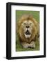 Lion (Panthera leo) adult male, roaring, Masai Mara, Kenya-Malcolm Schuyl-Framed Photographic Print