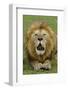 Lion (Panthera leo) adult male, roaring, Masai Mara, Kenya-Malcolm Schuyl-Framed Photographic Print