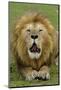Lion (Panthera leo) adult male, roaring, Masai Mara, Kenya-Malcolm Schuyl-Mounted Photographic Print