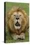 Lion (Panthera leo) adult male, roaring, Masai Mara, Kenya-Malcolm Schuyl-Stretched Canvas