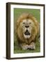 Lion (Panthera leo) adult male, roaring, Masai Mara, Kenya-Malcolm Schuyl-Framed Photographic Print