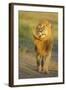 Lion (Panthera leo) adult male, shaking flies from head and mane in morning sunlight, Tanzania-Winfried Wisniewski-Framed Photographic Print