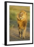 Lion (Panthera leo) adult male, shaking flies from head and mane in morning sunlight, Tanzania-Winfried Wisniewski-Framed Photographic Print